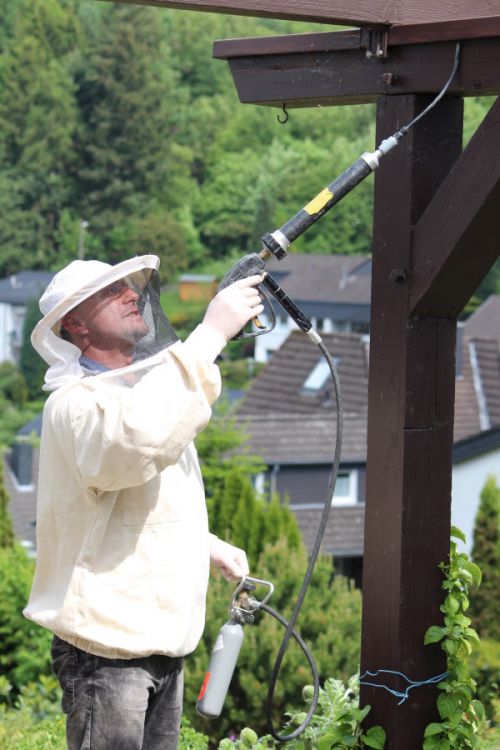 Wespennest Behandlung